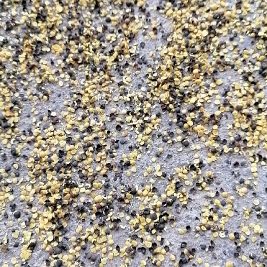 盐城油菜籽  出油高达，金黄色，香味浓