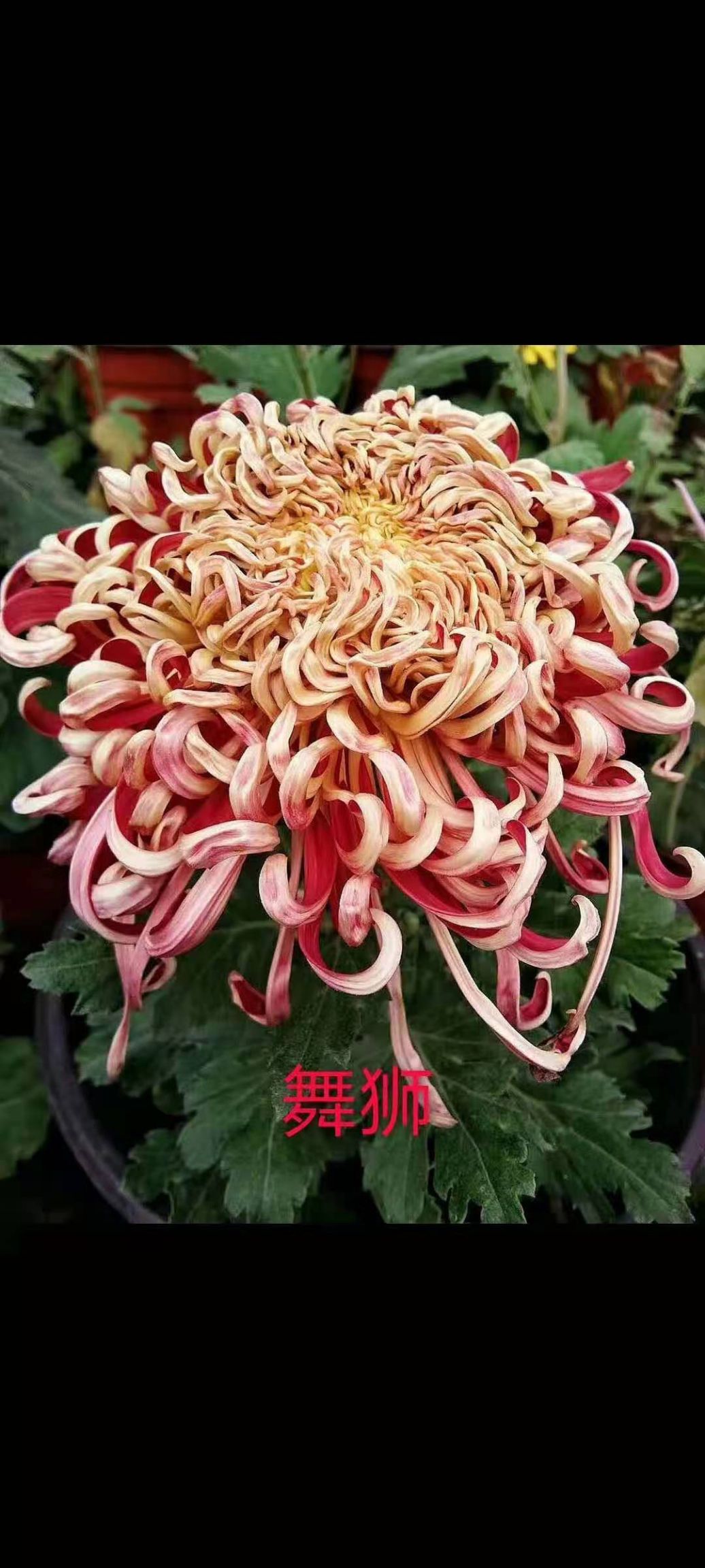 国庆菊 