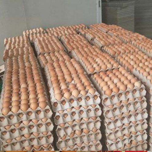 鸡种蛋  红玉种蛋，九斤黄种蛋，红玉新品种佳红种蛋