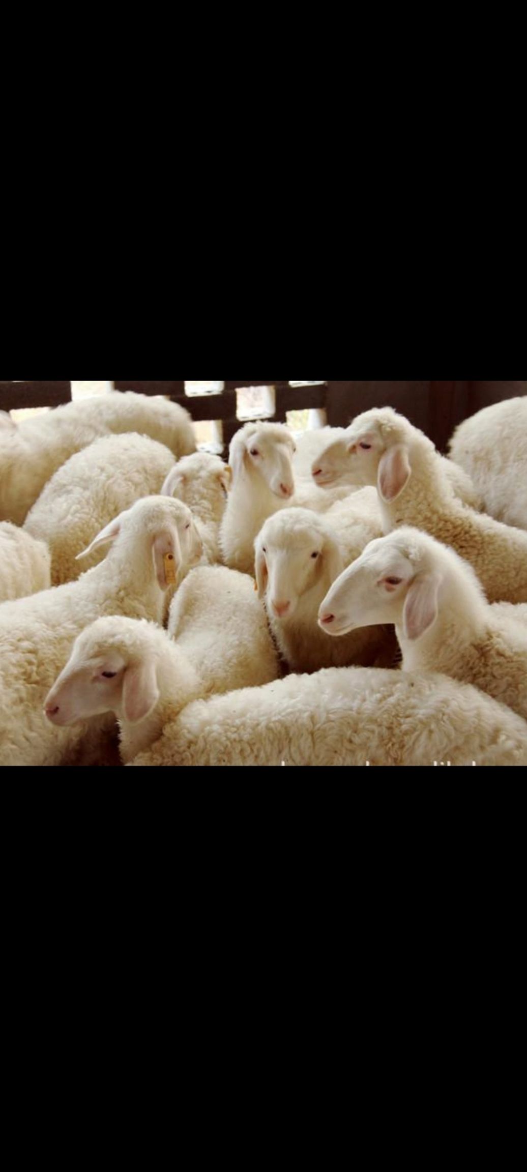 绵羊 纯种湖羊头胎怀孕母羊全国包邮可视频一对一进行选购