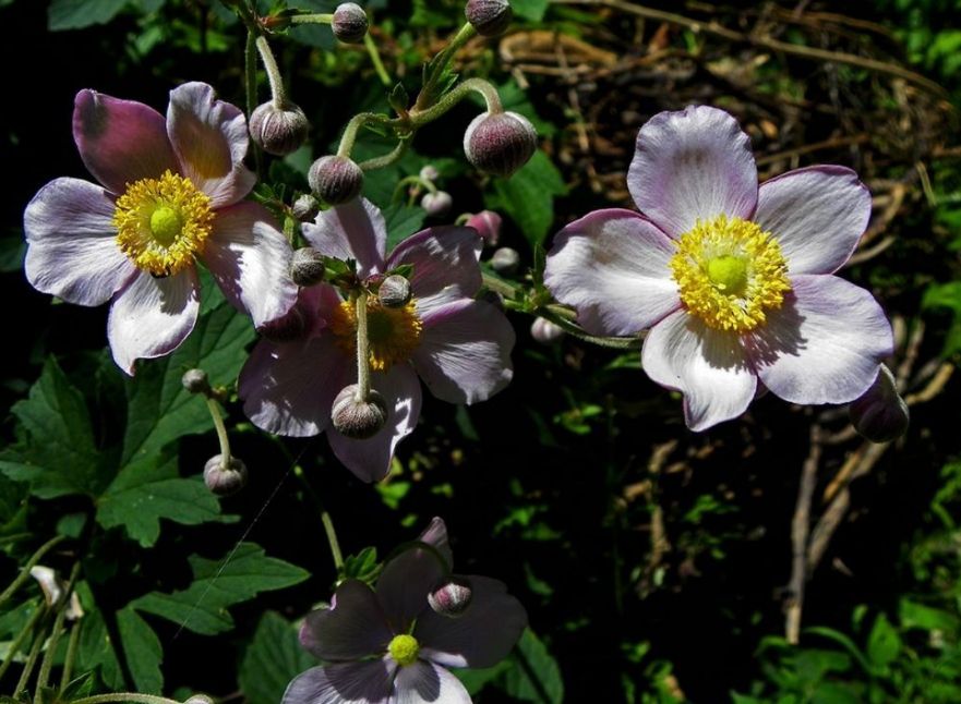 棉花苗  野棉花种苗    现挖现发