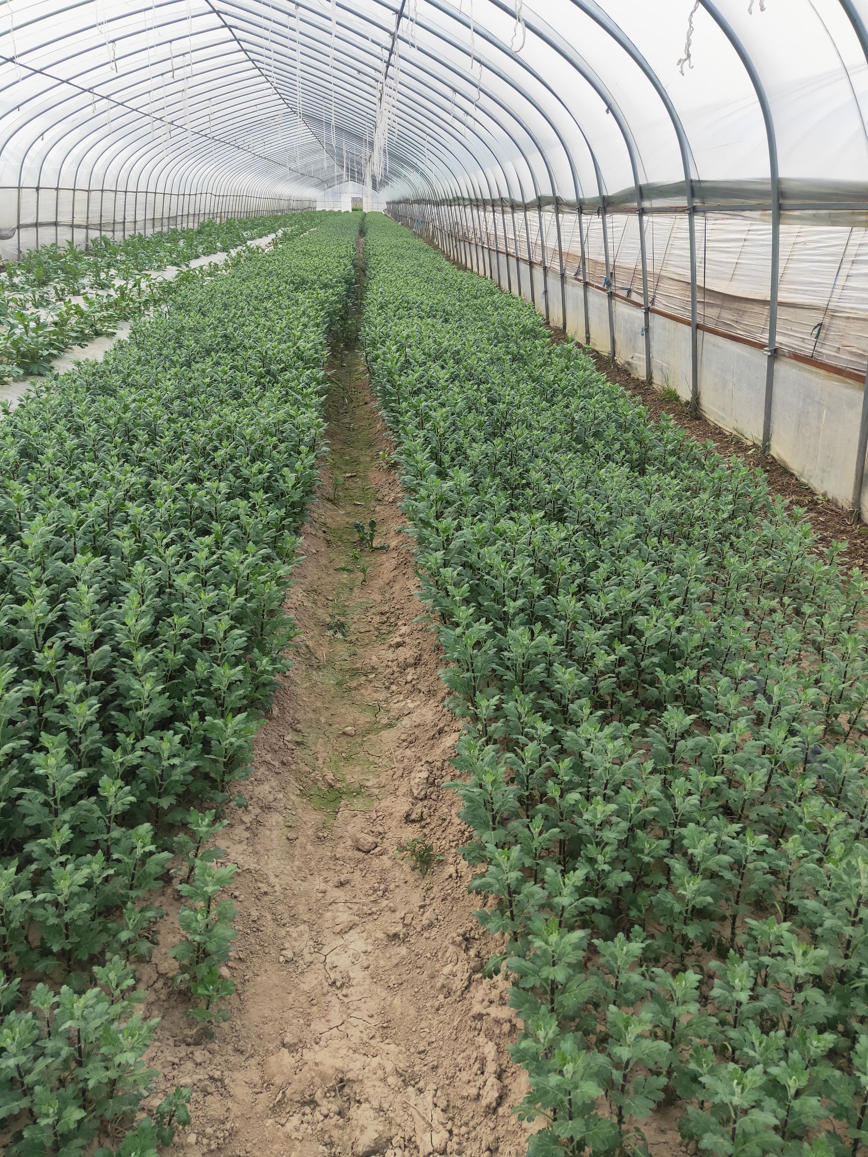 菊花七月菊苗、凤凰巢黄山市歙县 提供快递整车物流与技术指导