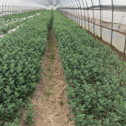 菊花七月菊苗、凤凰巢黄山市歙县 提供快递整车物流与技术指导