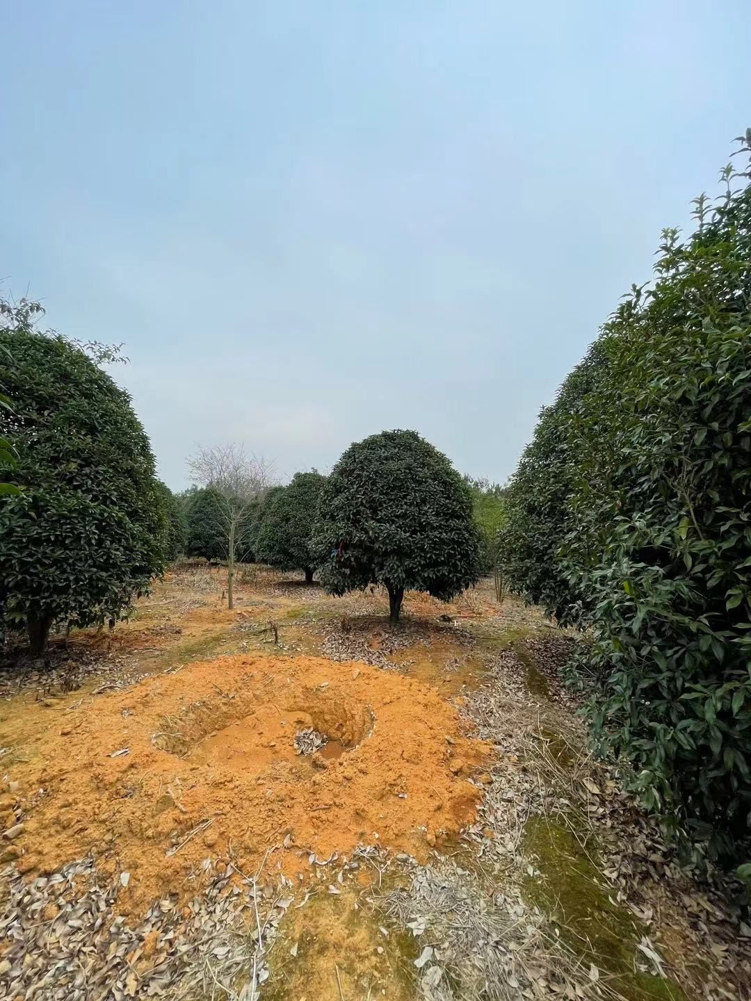 八月桂  供应精修桂花树，2.5米冠和3米冠