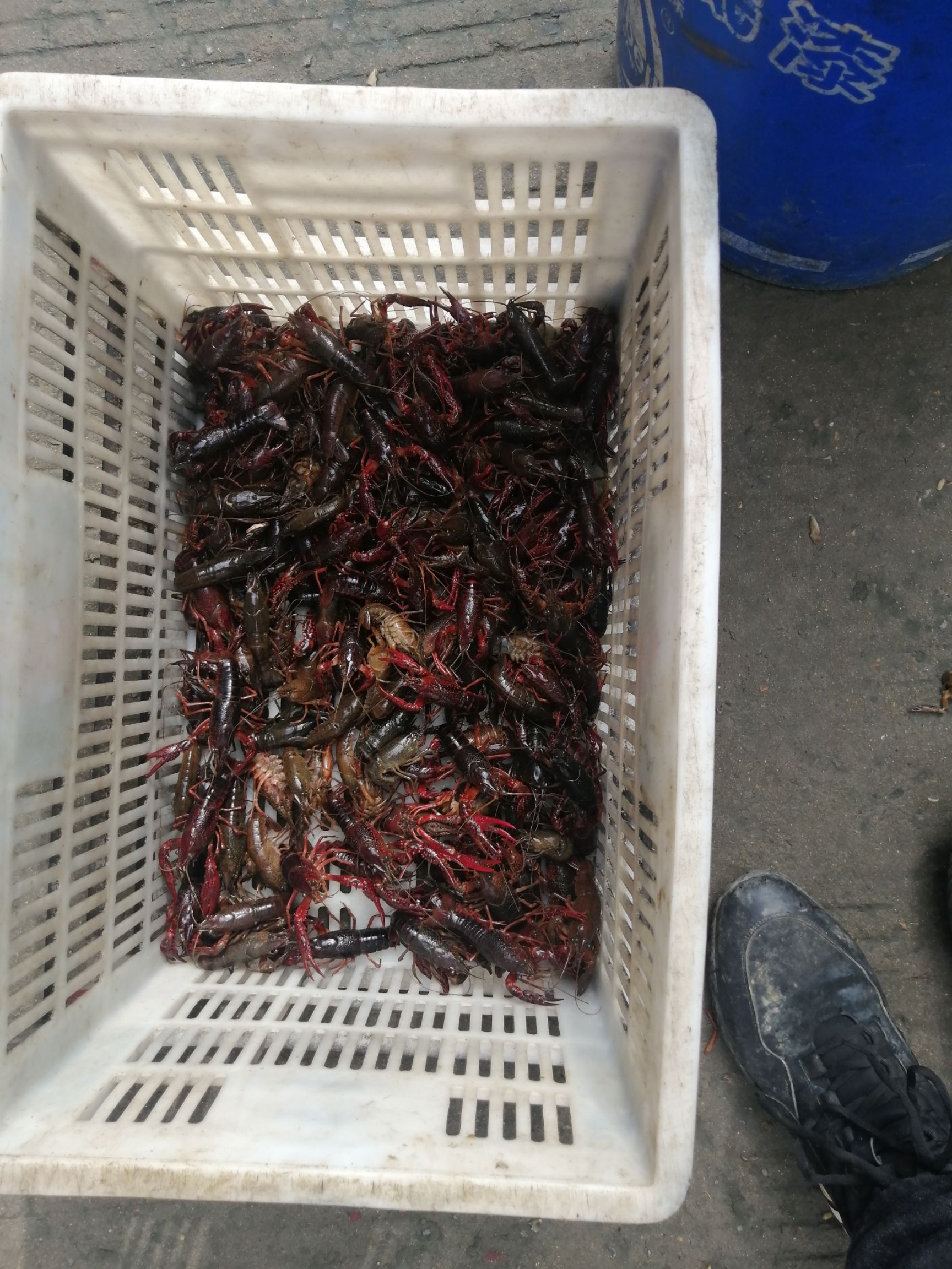 小龙虾 长年供应大龙虾