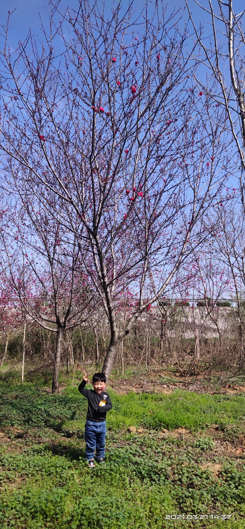  12－15公分红叶碧桃，分支1.5－1.8米