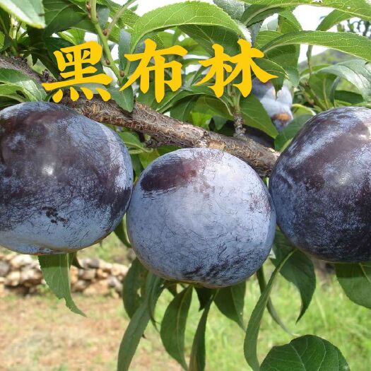 泰安黑布林苗 黑布林李子苗