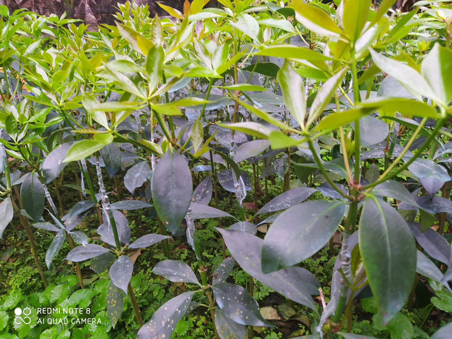 八角树  梧州古龙镇正宗大红八角嫁接杯苗