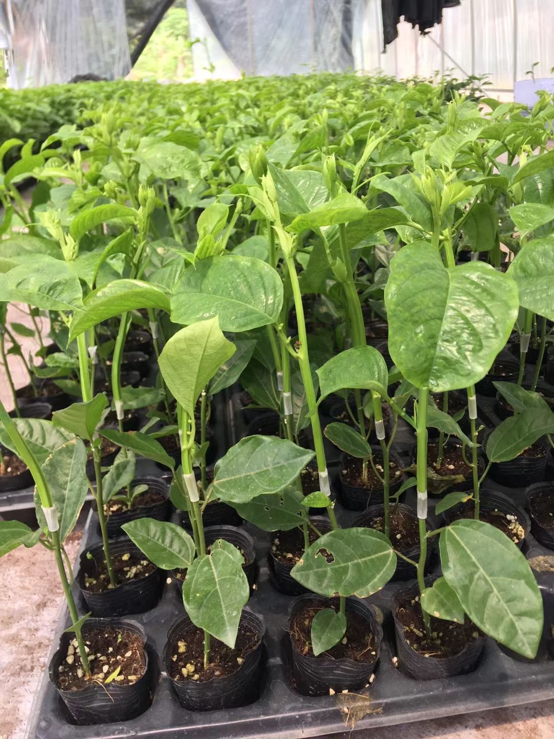 黄金百香果苗  木瓜百香果嫁接苗带营养杯发货