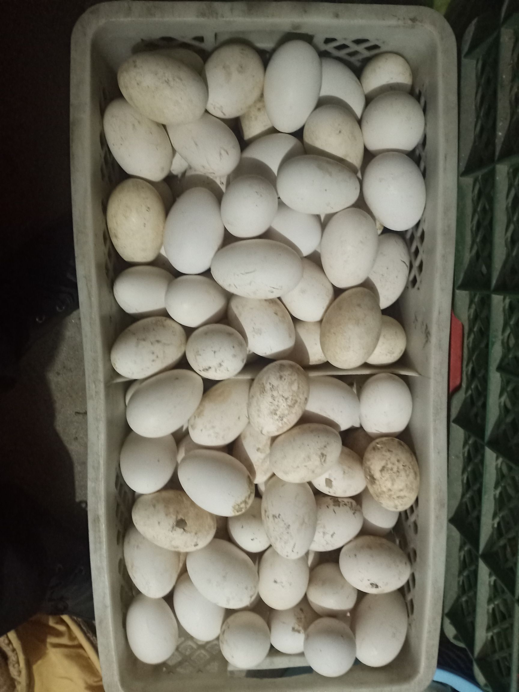 绿壳蛋 自家养纯笨鸡蛋