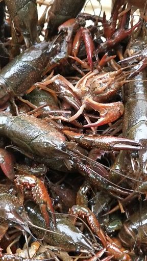 潜江小龙虾肉质饱满:一手货源:产地直发，价格随行就市。