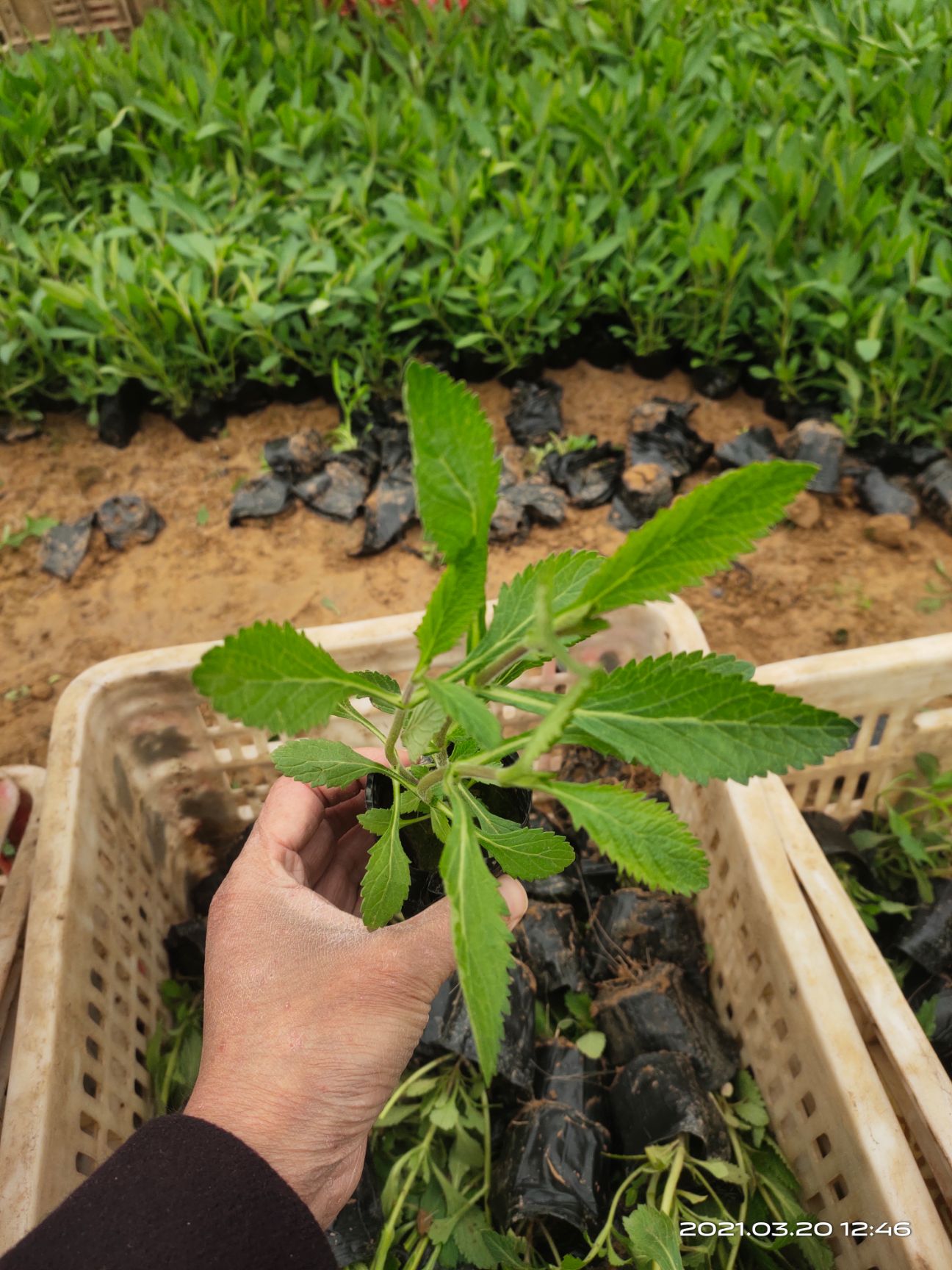 马鞭草种苗  花海用马鞭草 马鞭草花海设计 马鞭草花海 花期