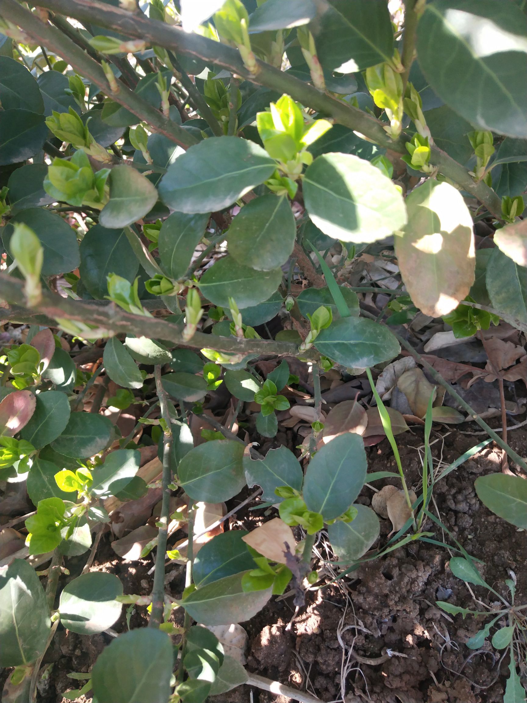 自己苗圃优质扶芳藤，三分枝，质量保证