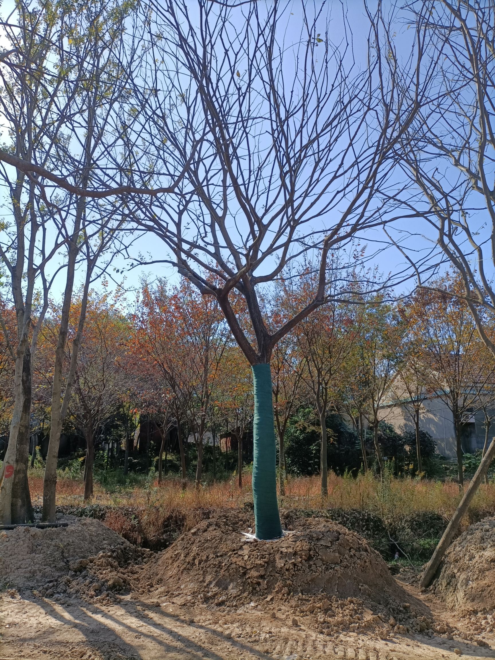 滇朴 单杆朴树，14-45公分