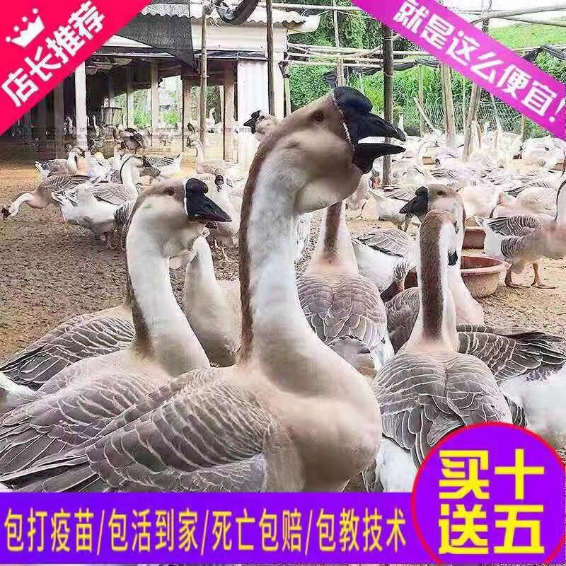 狮头鹅苗 小鹅活体苗纯种狮头鹅宠物活体特大种大型纯种正宗狮子头鹅朗德鹅