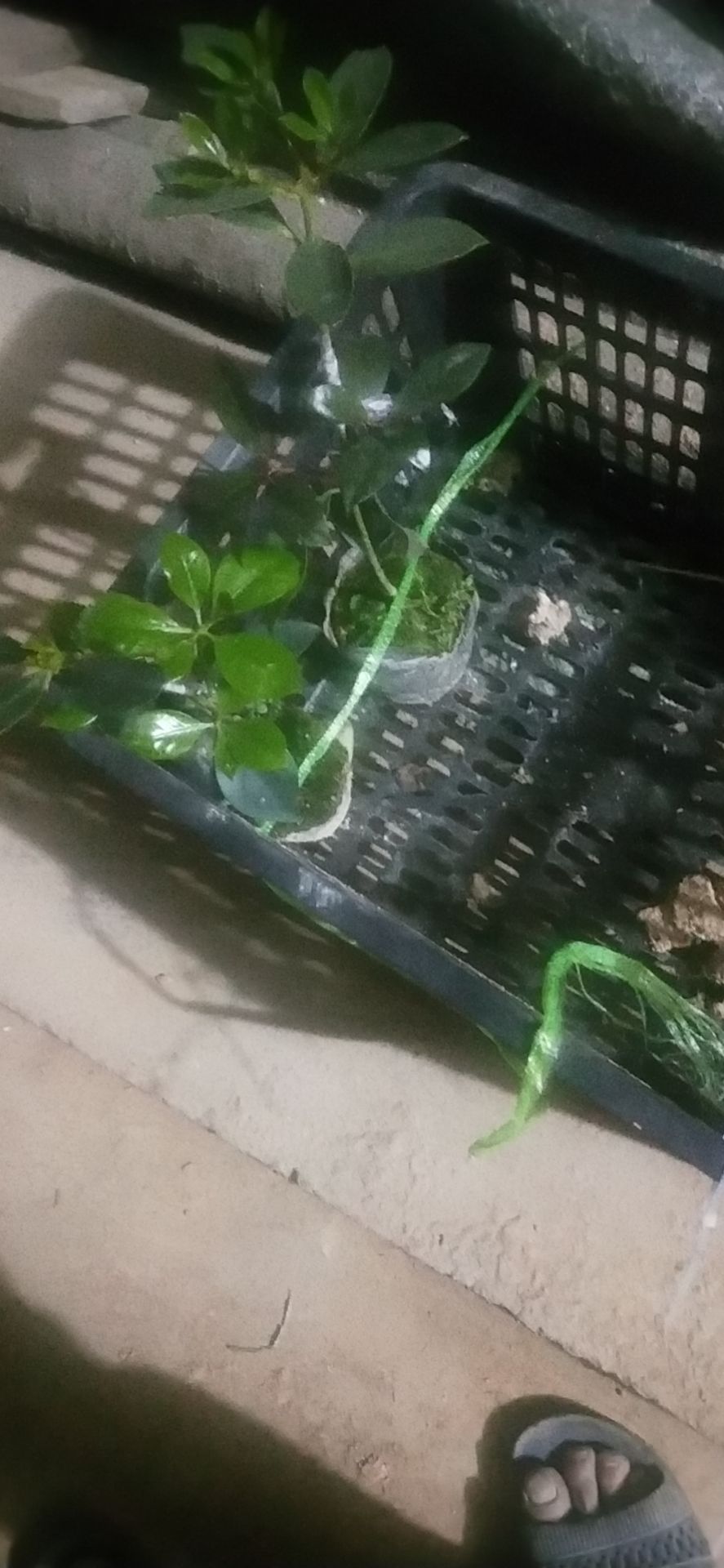 八角树  广西古龙高产矮化大红八角优良嫁接杯苗