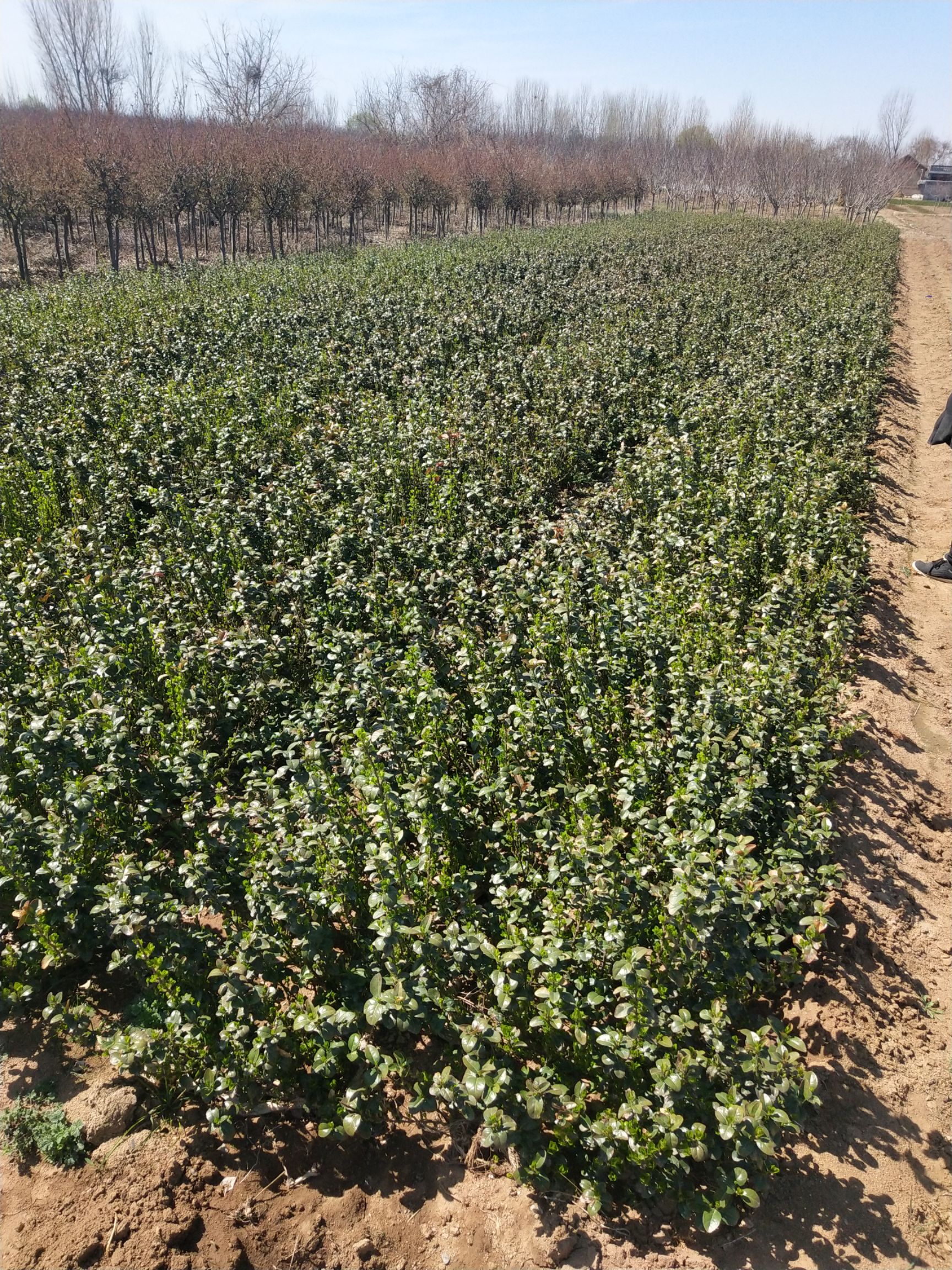 自己苗圃优质扶芳藤，三分枝，质量保证
