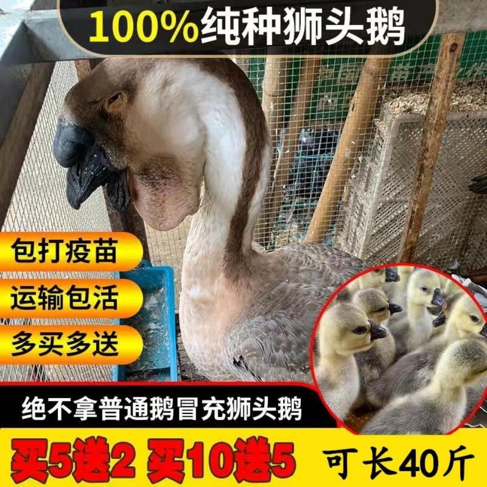 狮头鹅苗 小鹅活体苗纯种狮头鹅宠物活体特大种大型纯种正宗狮子头鹅朗德鹅