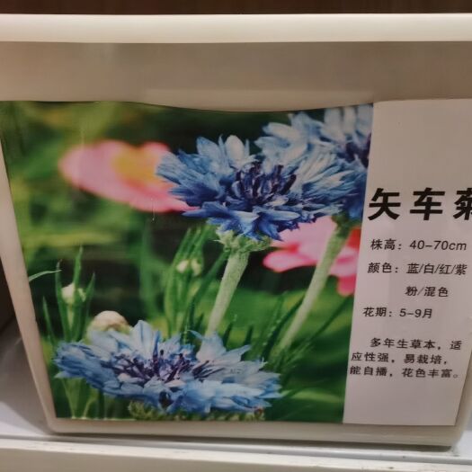 常州 矢车菊种子