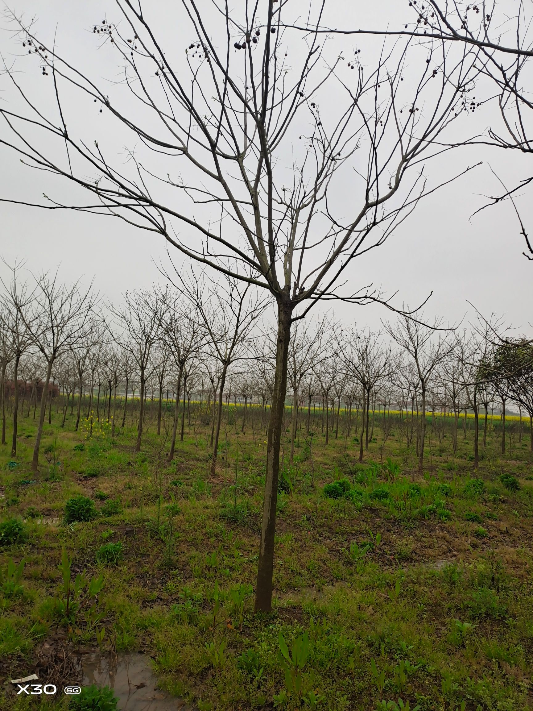 无患子树 7公分无患子 8公分无患子 10公分无患子