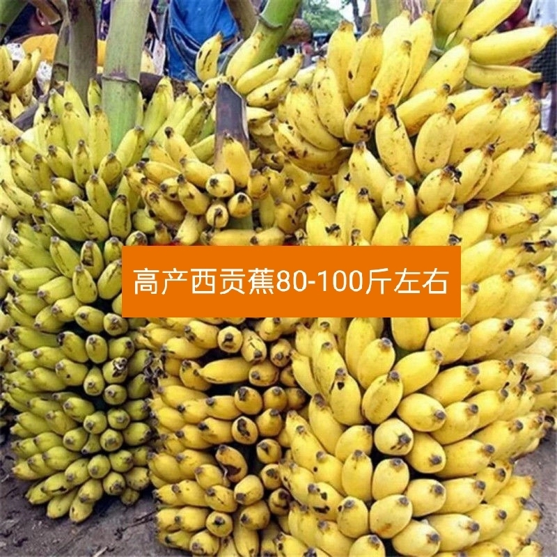 灵山县小米焦苗 粉蕉苗香蕉树苗营养杯苗
