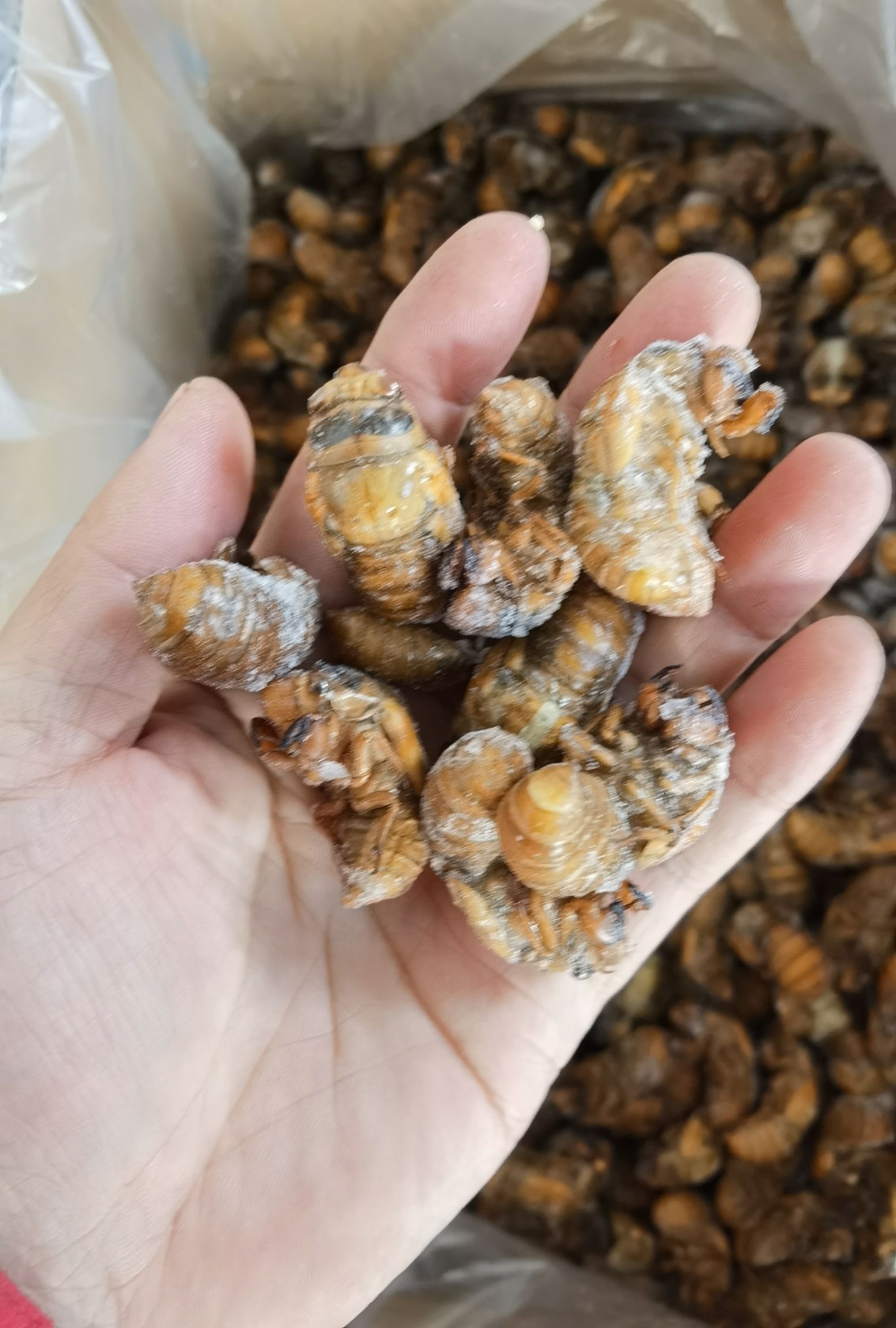 蝉蛹  黄金蝉，熟冻，质量好