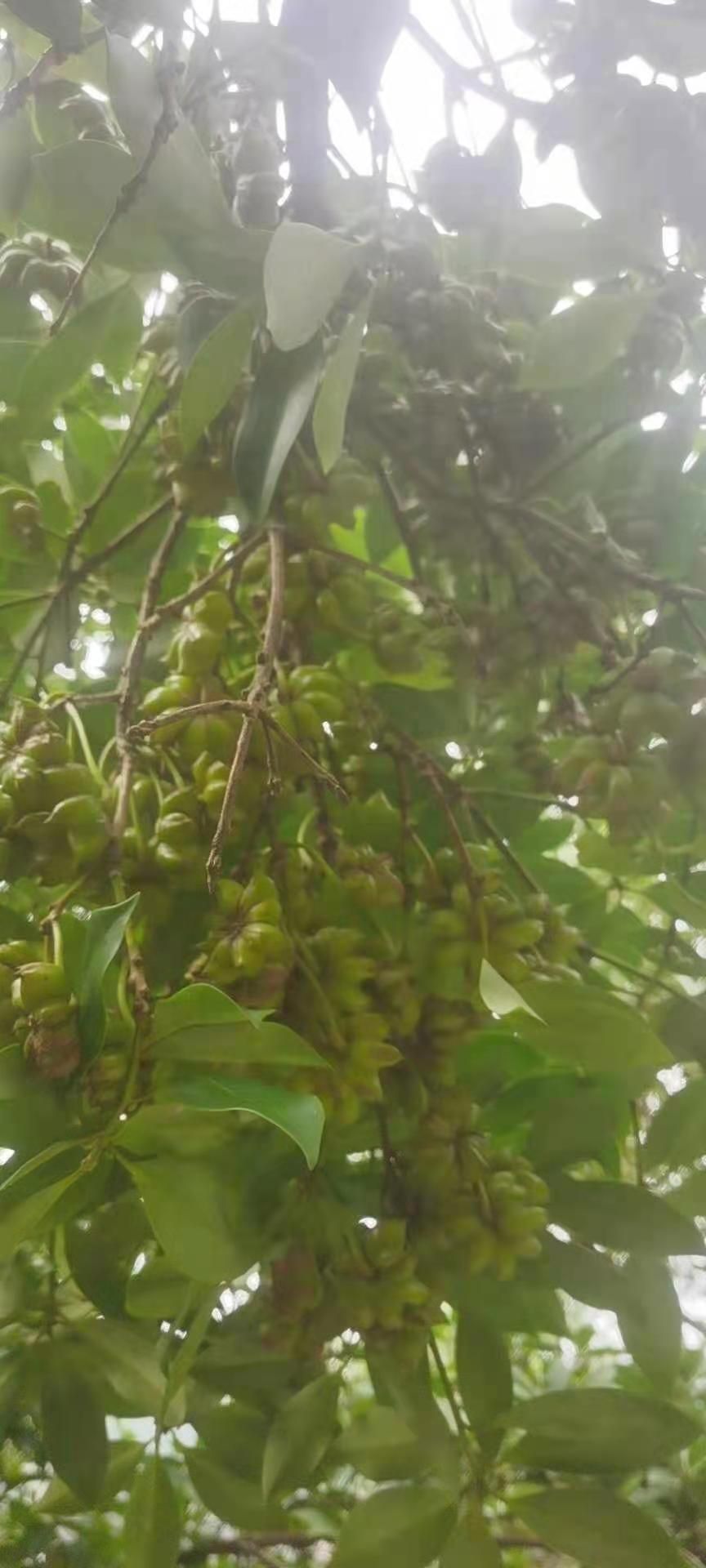 八角树  广西古龙高产矮化大红八角优良嫁接杯苗