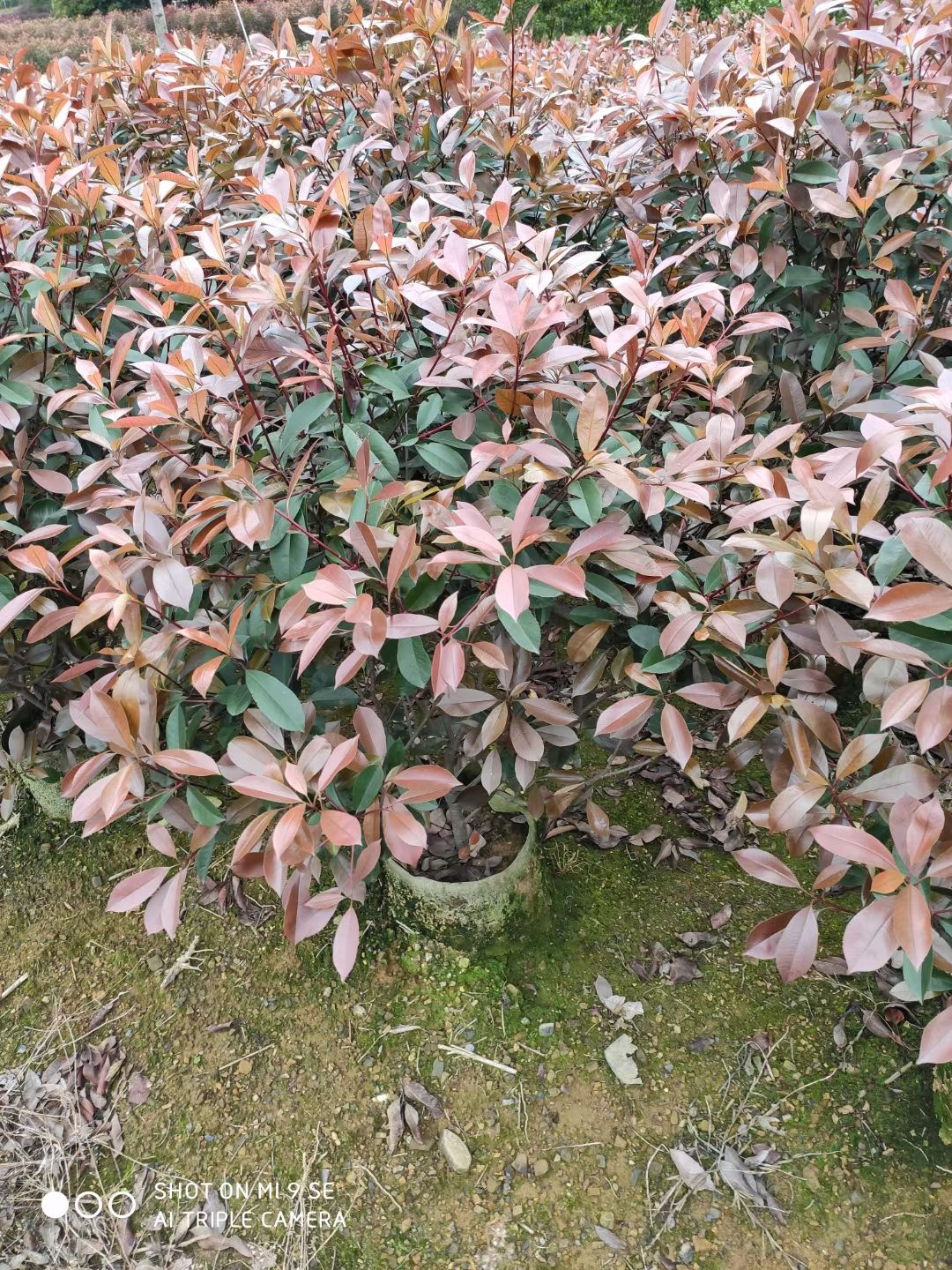 高杆红叶石楠  红叶石楠自己家种的