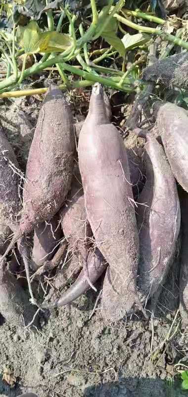 精品红薯，济薯26，加工薯，电商薯，品质好，价格优，长年供应