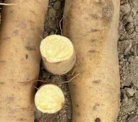 黄心红薯 普力红薯，鸡骨香红薯供应