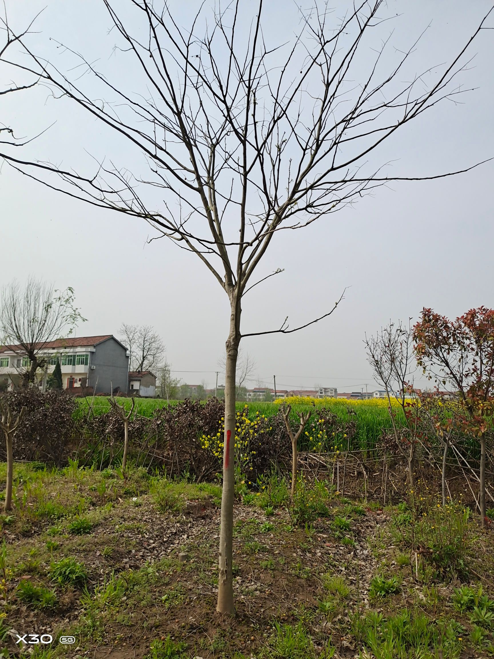 无患子树 7公分无患子 8公分无患子 10公分无患子