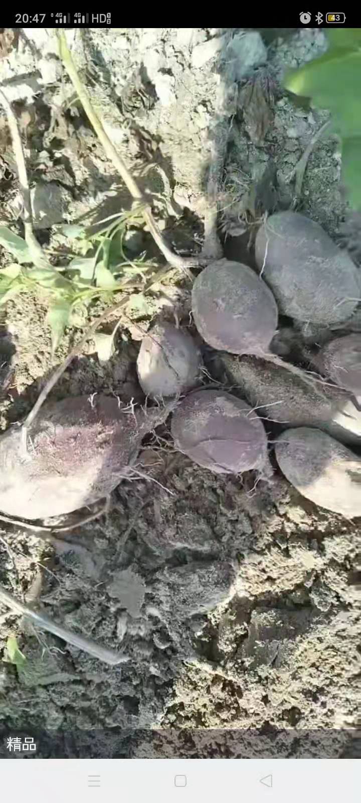 精品红薯，济薯26，加工薯，电商薯，品质好，价格优，长年供应