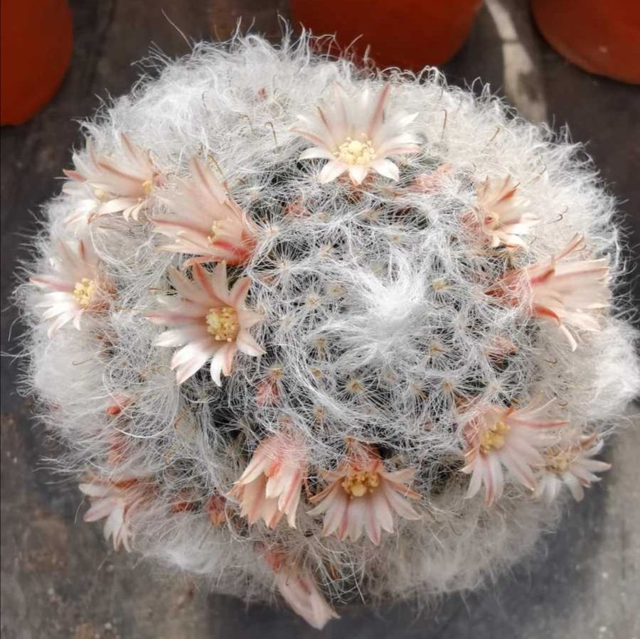 仙人球【高砂】