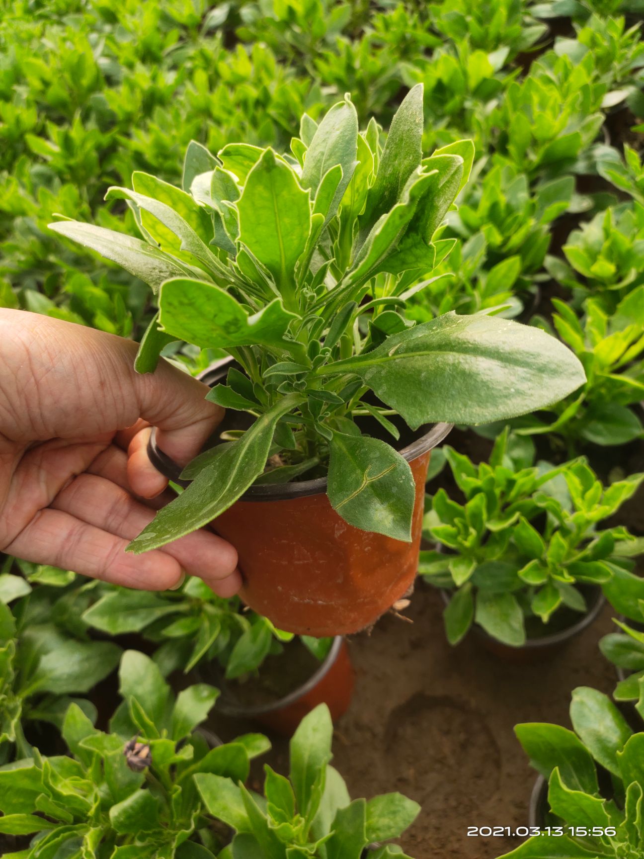 万寿菊苗  南非万寿菊价 南非万寿菊产地 南非万寿菊种植基地