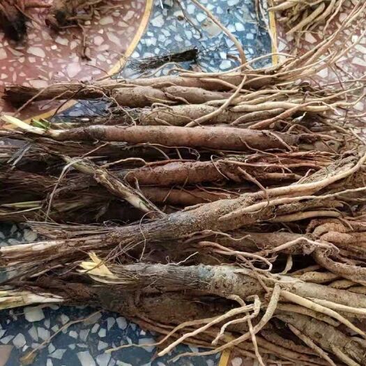 宜章县仙茅  纯中药材，山上挖的，不是种的