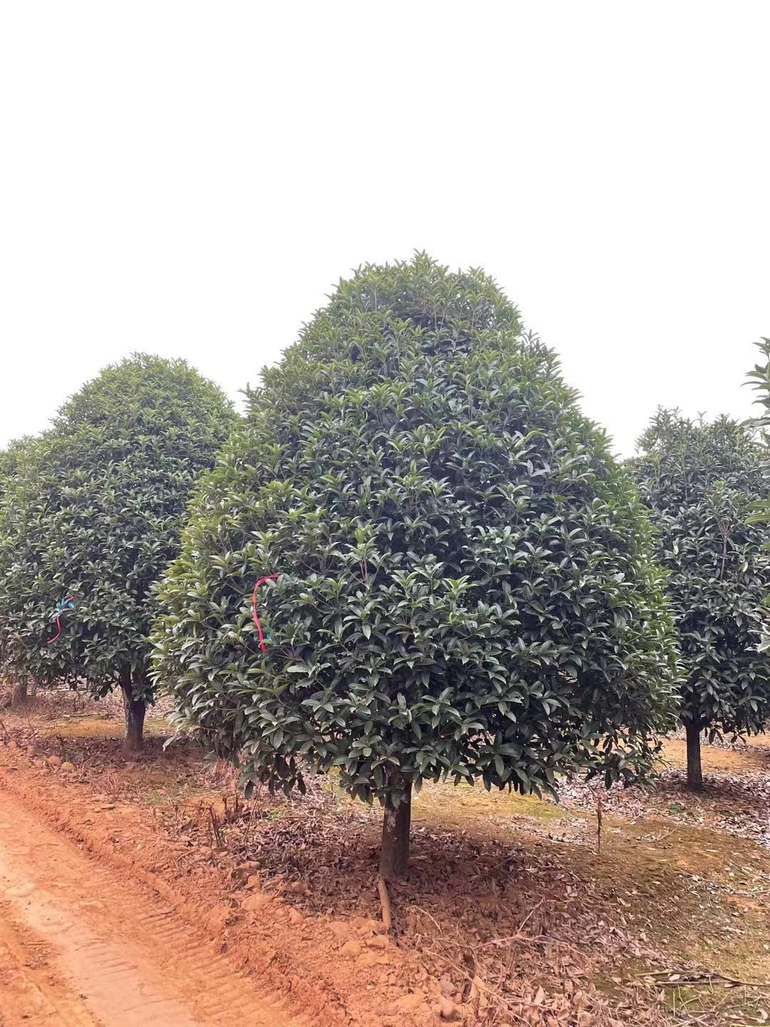 八月桂  供应精修桂花树，2.5米冠和3米冠