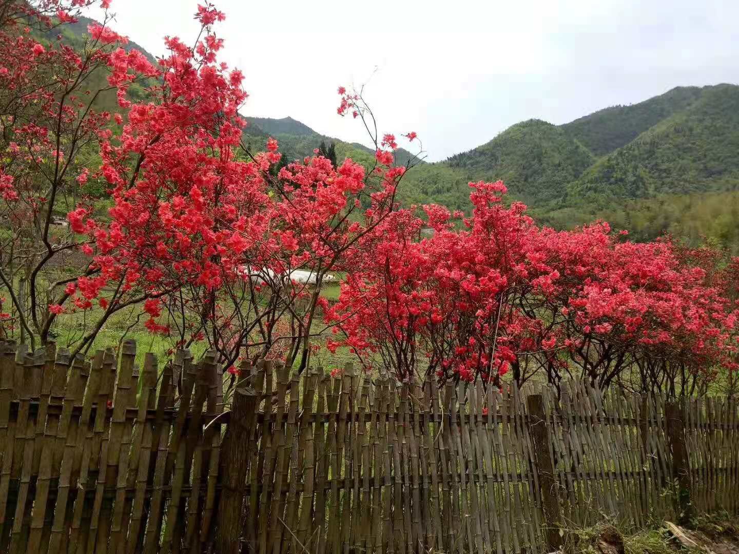 高山杜鹃 国旗红映山红、秀雅映山红、粉红映山红、黄花映山红等大小苗