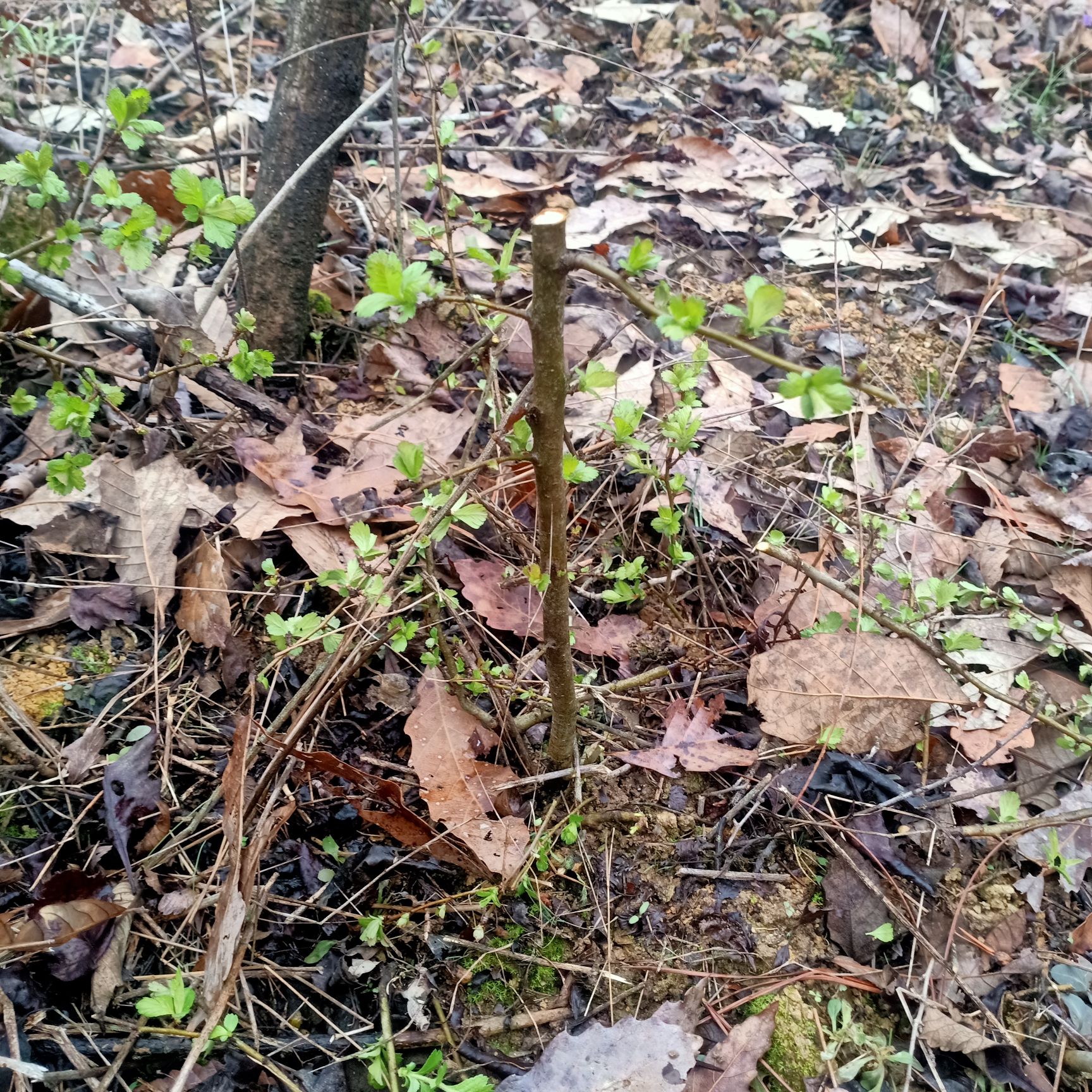 山里紅山楂樹苗  山里紅 灌木從林生山楂 。有紅果黃果 。大的 小的各種型號都