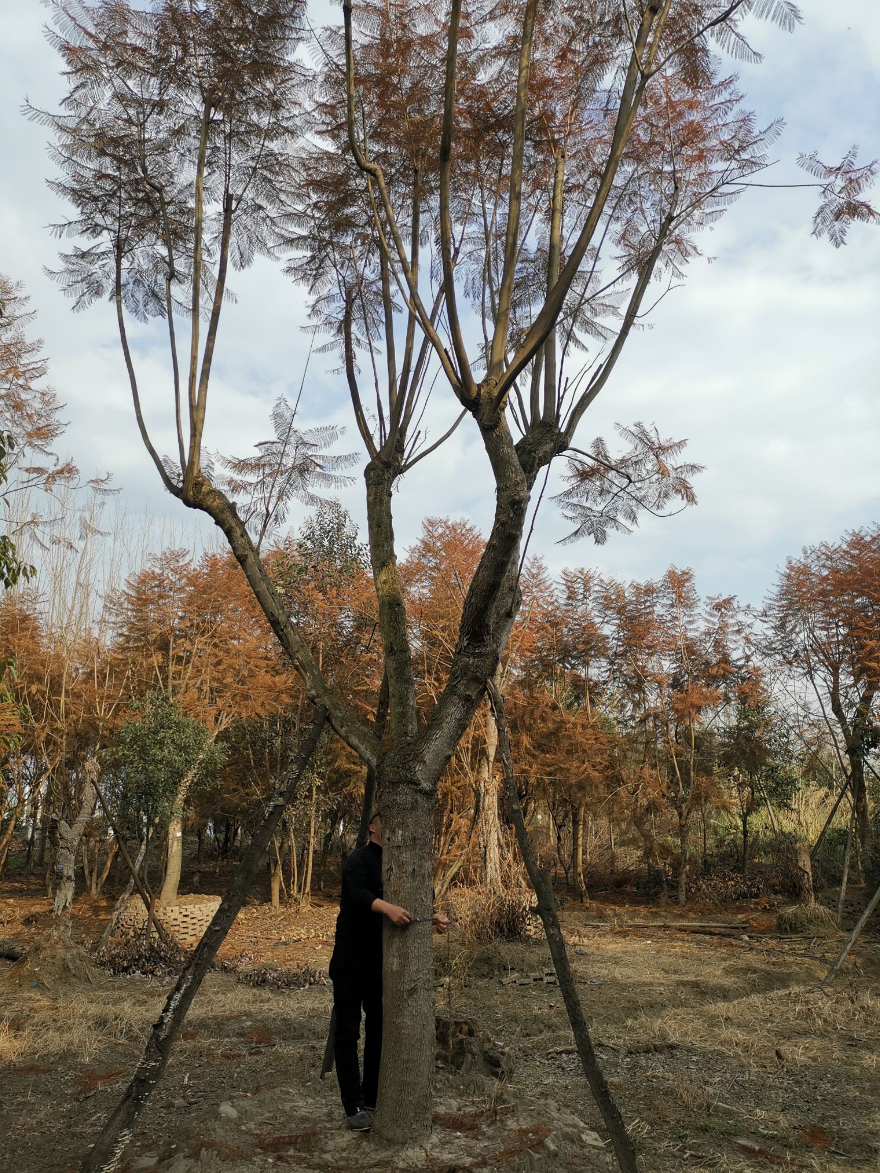 泸州蓝花楹 蓝花楹基地处理