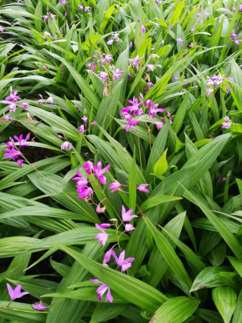 紫花白芨苗   白芨驯化苗纯紫花价格详谈