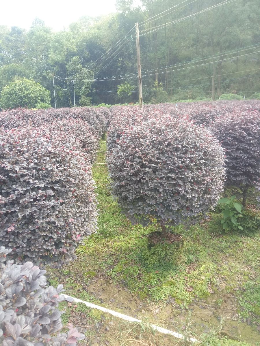黑珍珠红继木  红继木