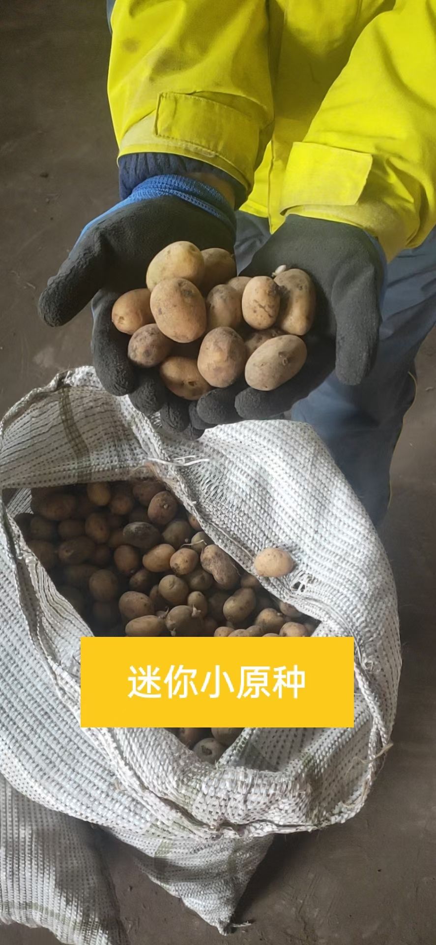 大西洋土豆种子  出粉率高的厉害