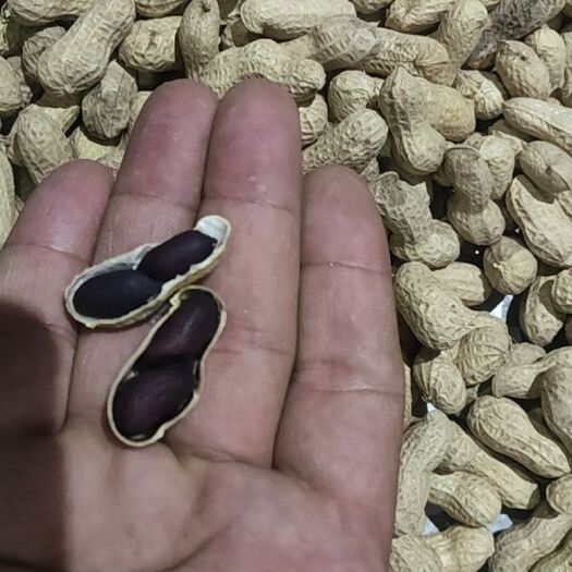 新乡新黑花生新品种黑珍珠皮薄饱满出米率高