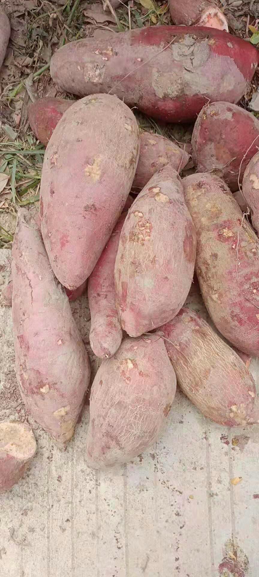 红心红薯 湖北大叶红红薯供应，供应市场，电商平台，加工厂。