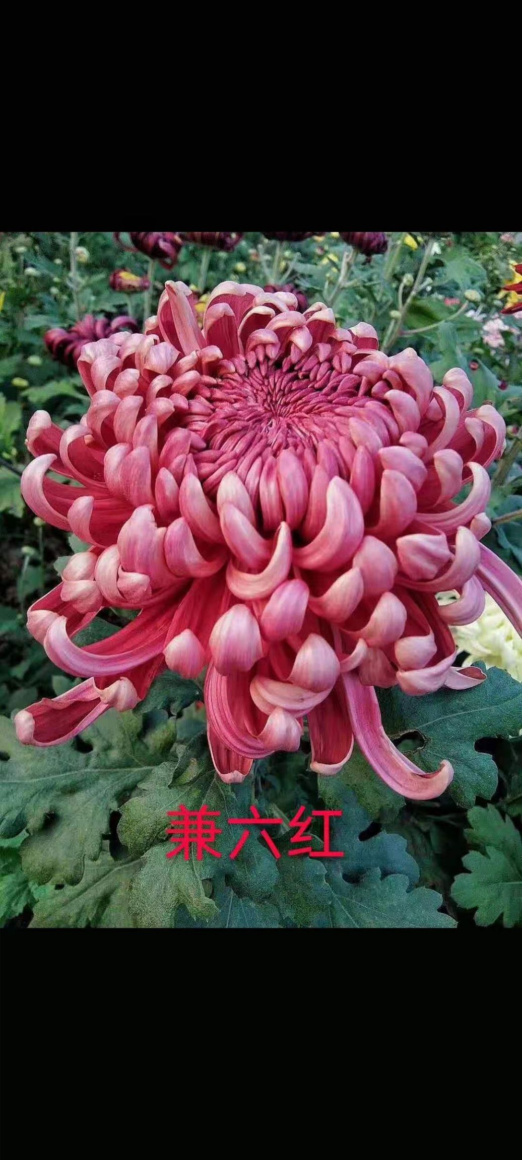 国庆菊 
