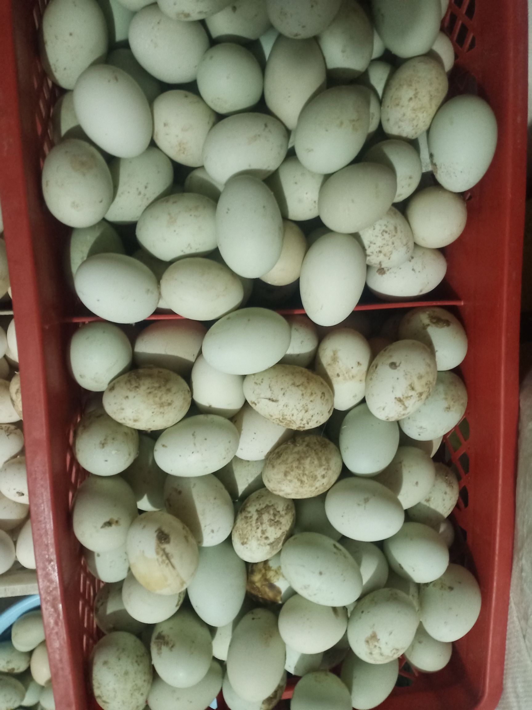 绿壳蛋 自家养纯笨鸡蛋