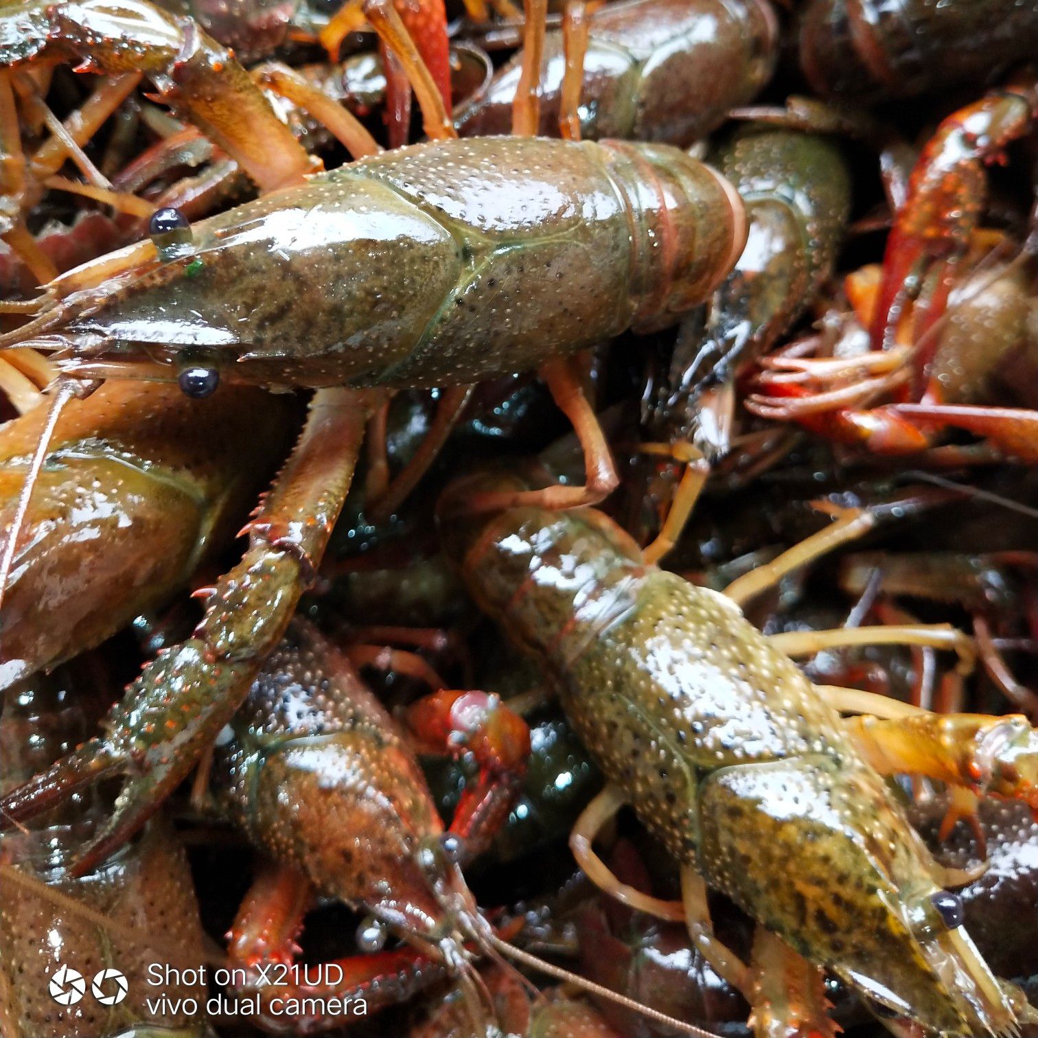 潜江小龙虾肉质饱满:一手货源:产地直发，价格随行就市。