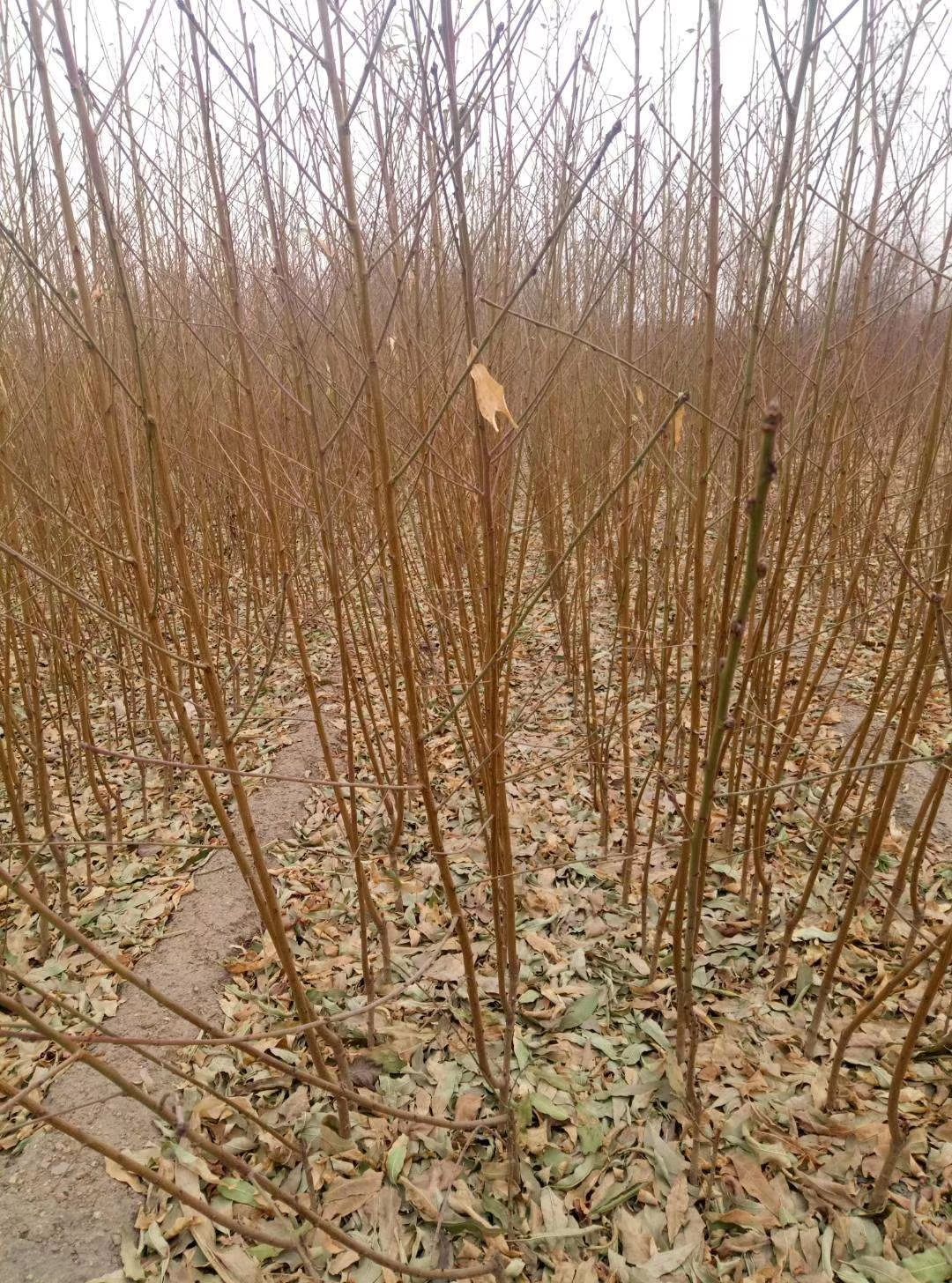 7－7桃树苗，油桃苗 ，早熟，果大