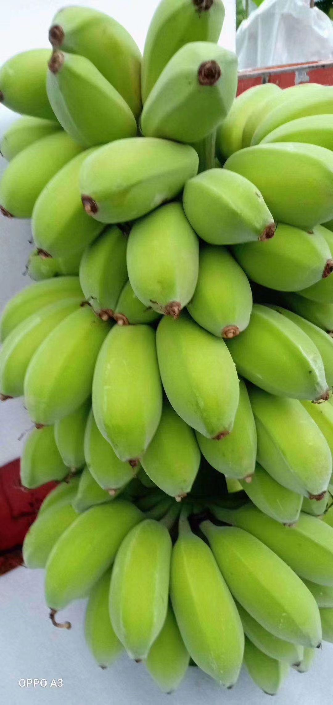  香蕉，苹果焦，粉焦