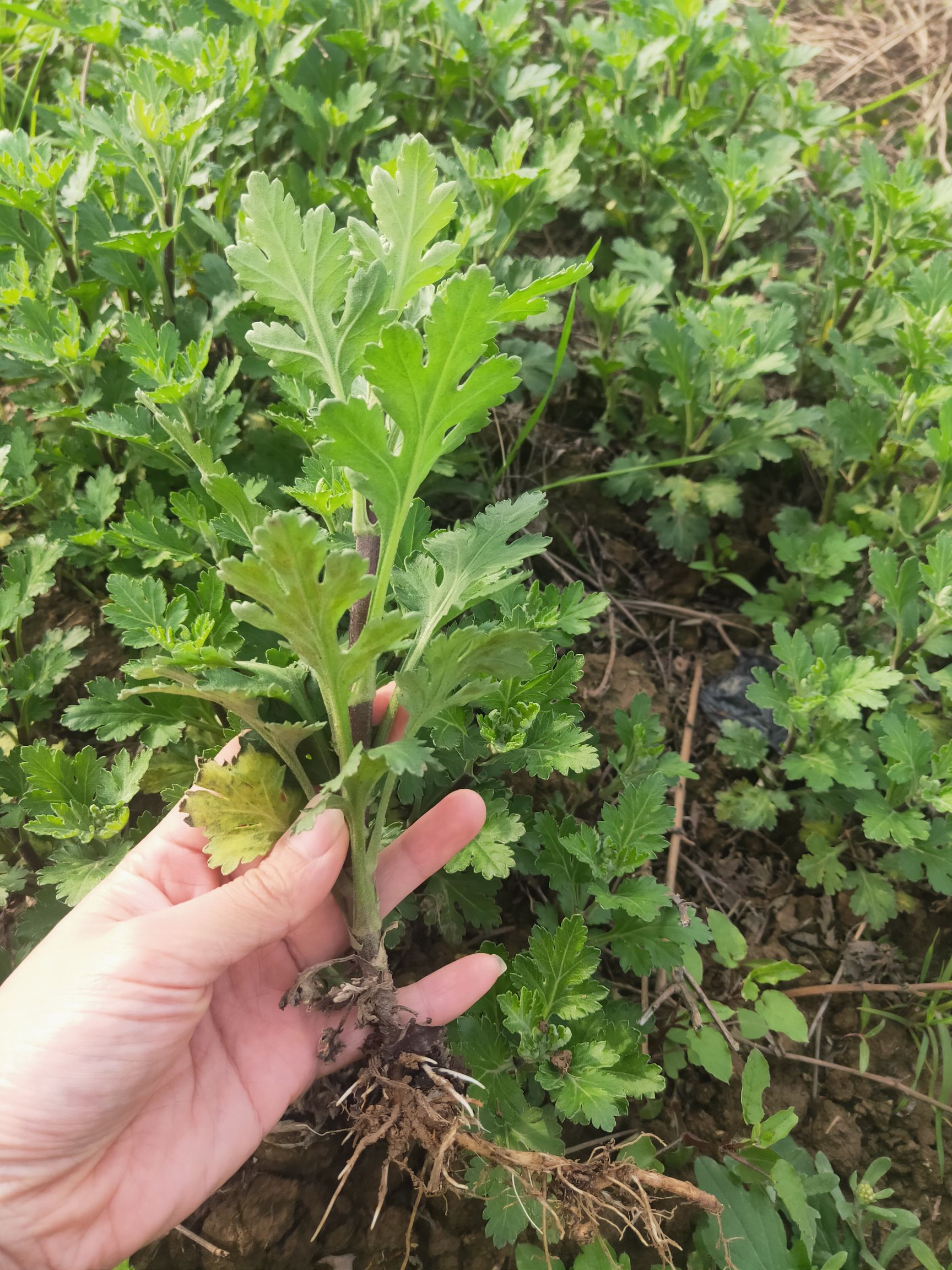 菊花七月菊苗、凤凰巢黄山市歙县 提供快递整车物流与技术指导